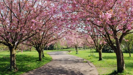 Ağaçlar, hakikaten birbirleriyle konuşuyor olabilir mi?