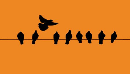 Büyük gizem: Kaliforniya’da kuşlar, neden havada “patlayarak” ölmeye başladı?