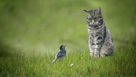 Kuş gribi için yeni tehlike: Bu sefer başrolde kediler var