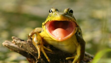Yok oluşları atlatıp milyonlarca yıldır yaşayan canlılar: Kurbağaların sırrı ne?