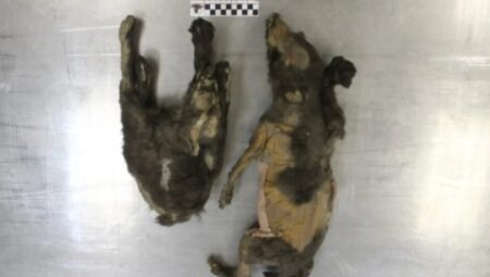 Bilim insanları 14 bin yaşındaki kurt yavrularının sırrını çözdü