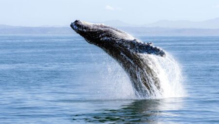 Kambur balinalar, beşerlerle konuşmaya mı çalışıyor?