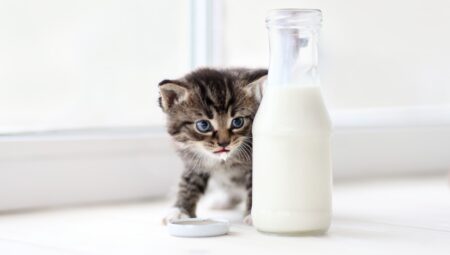 Süt, kediler için sandığınız kadar saf olmayabilir