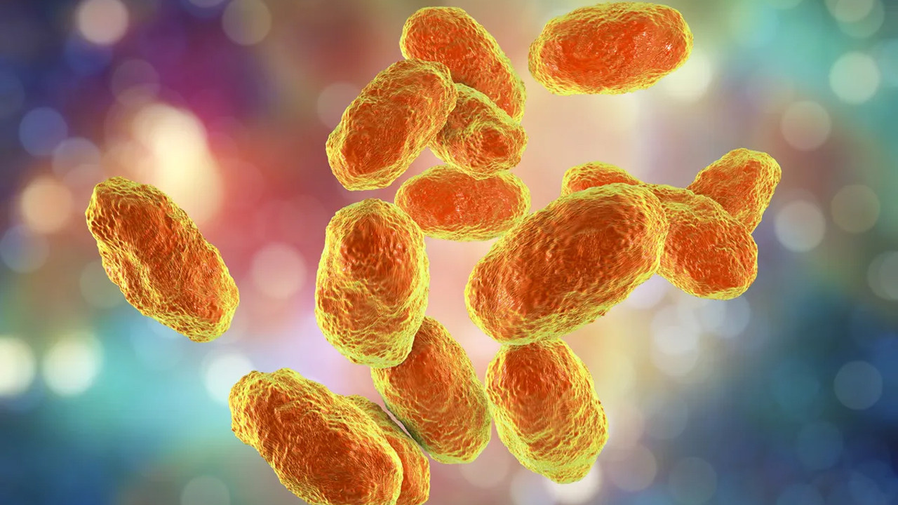 Hiç bilmeseniz de Dünya’nın en ölümcül virüsü o: Haemophilus influenzae tip B