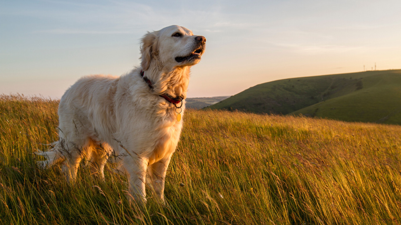 Köpekler neden konuşamıyor?