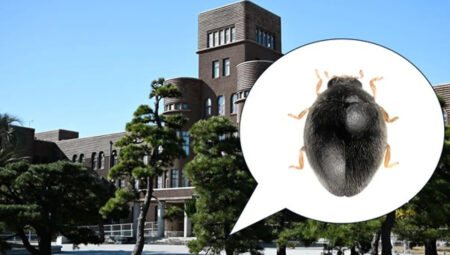 Asırlarca fark edilmedi, bir üniversitenin bahçesinde ortaya çıktı