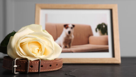 Bilim dünyasında yeni tartışma: Bir evcil hayvanın mevti tıbbi yas teşhisi için kâfi m?