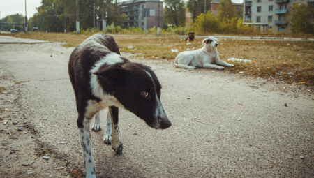 Çernobil’in köpekleri, yeni bir cinse mi dönüşüyor?