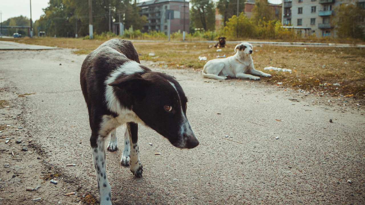 Çernobil’in köpekleri, yeni bir cinse mi dönüşüyor?