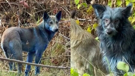 Çernobil’in mavi köpekleri: Köpekler neden birden teğe maviye dönüştü?