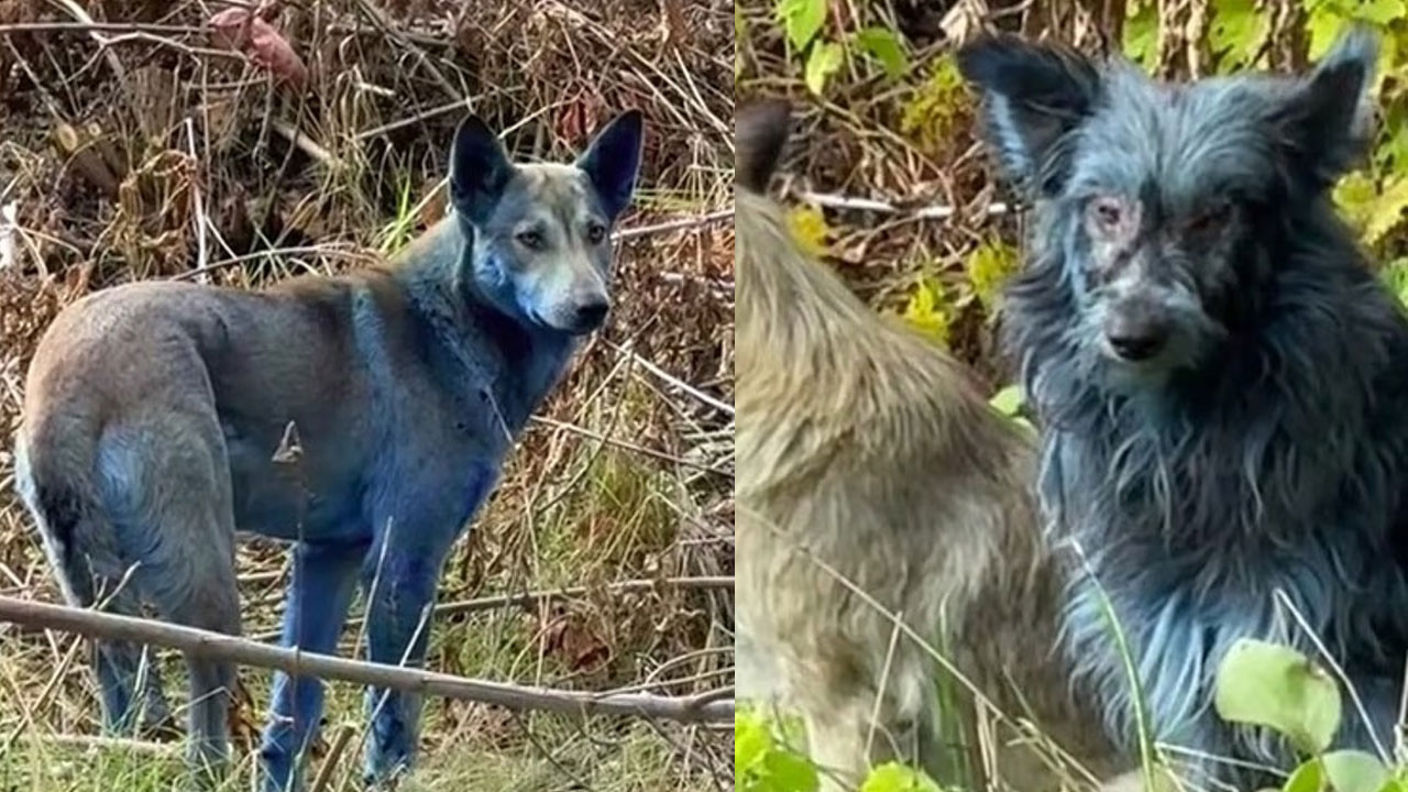 Çernobil’in mavi köpekleri: Köpekler neden birden teğe maviye dönüştü?