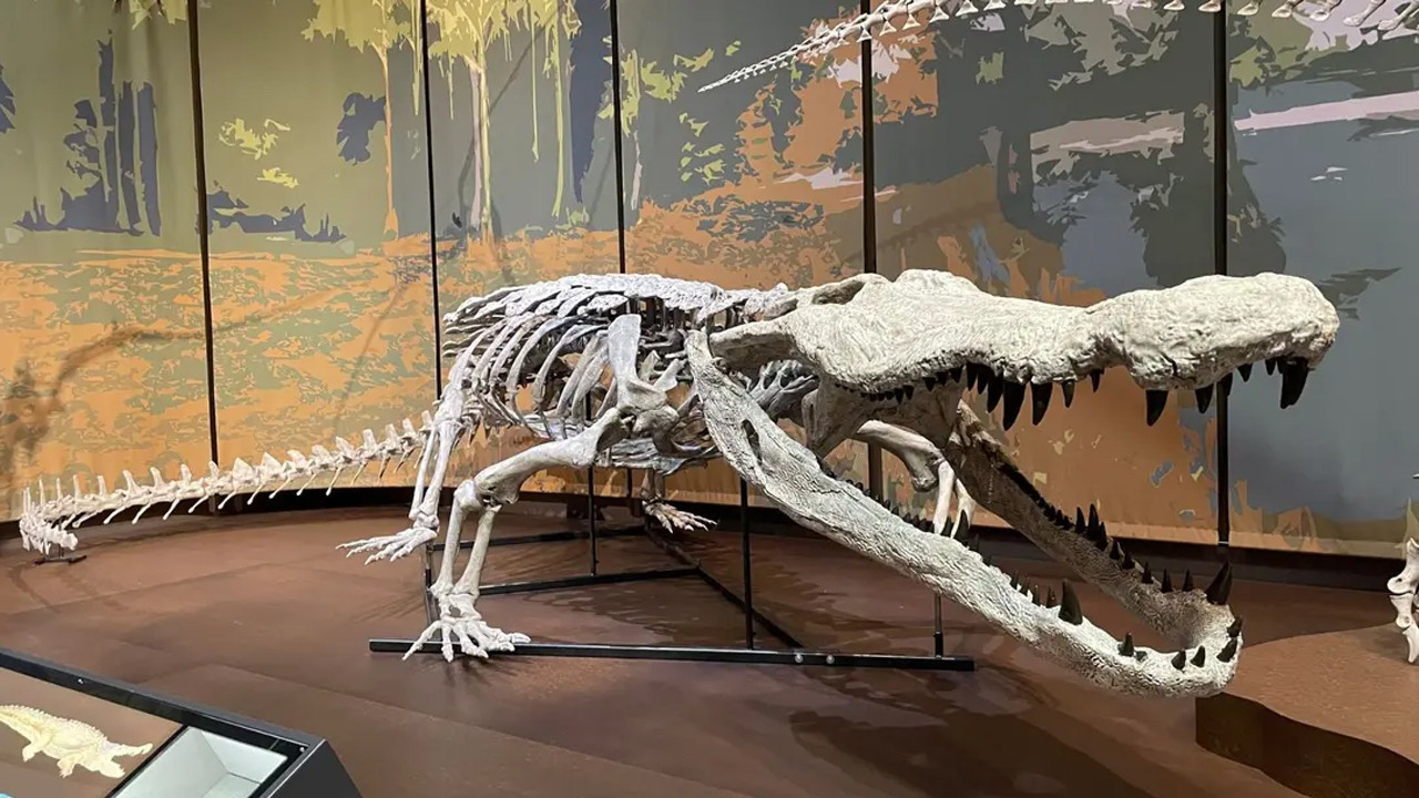 Dinozorların kabusuydu: 10 metrelik dinozor avcısı timsah yine “doğdu”