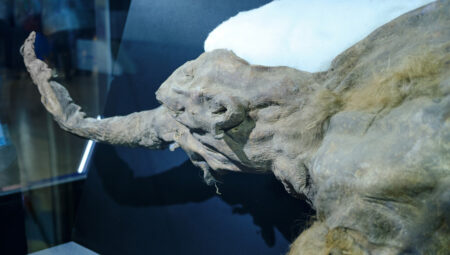 DNA yetmedi, RNA evresi başladı: 40.000 yıllık mamut fosilinden çıkan sürpriz