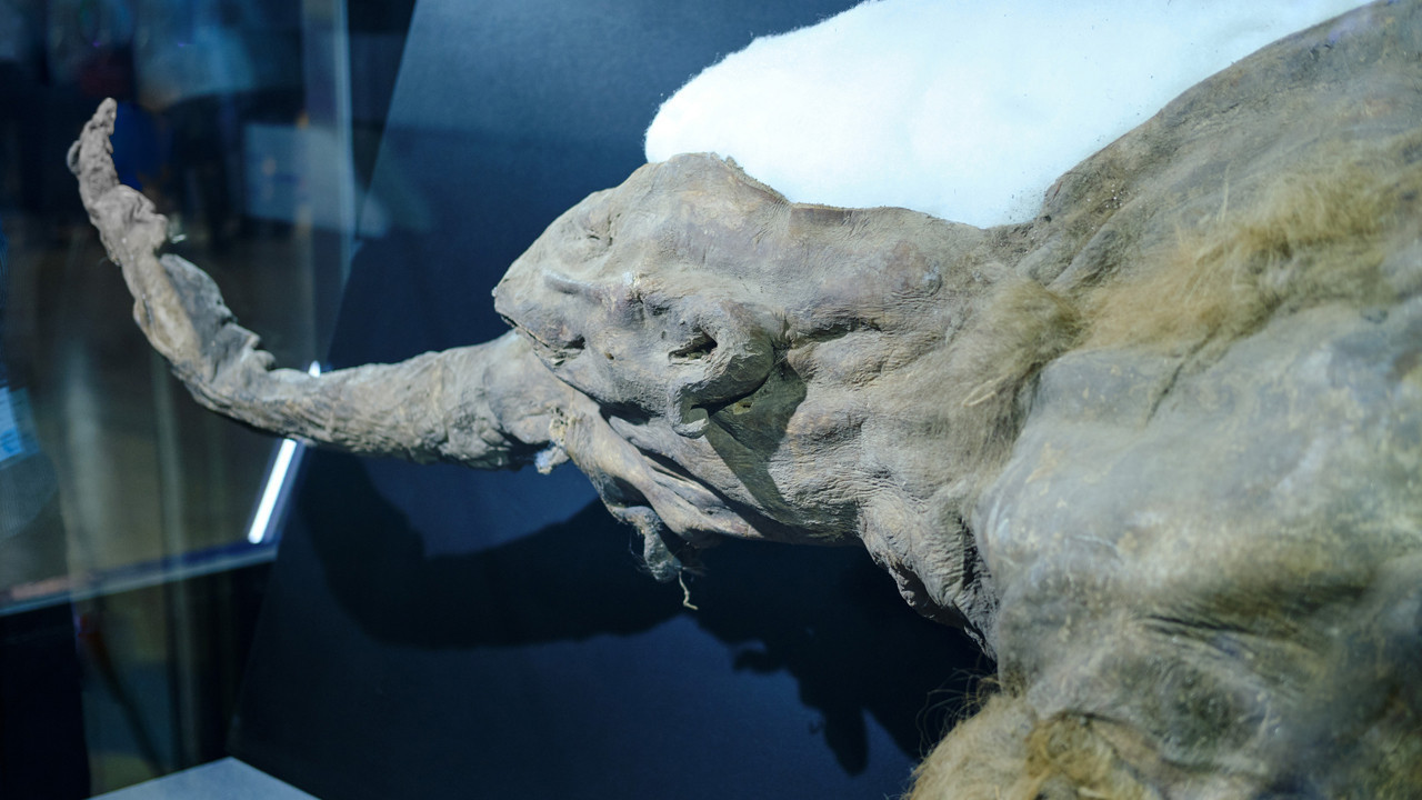 DNA yetmedi, RNA evresi başladı: 40.000 yıllık mamut fosilinden çıkan sürpriz