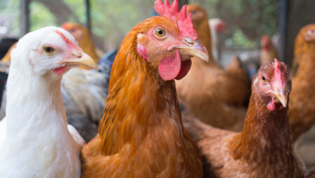 H5N1’den sonra H5N5 korkusu: Kuş gribi virüsündeki protein değişikliği ne manaya geliyor?