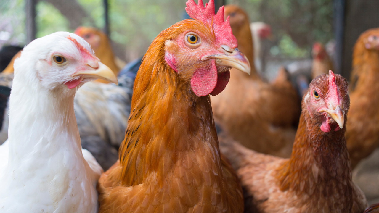 H5N1’den sonra H5N5 korkusu: Kuş gribi virüsündeki protein değişikliği ne manaya geliyor?