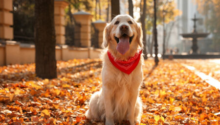 Karşılık bulundu: Köpekler, sahiplerine neden bu kadar benziyor?