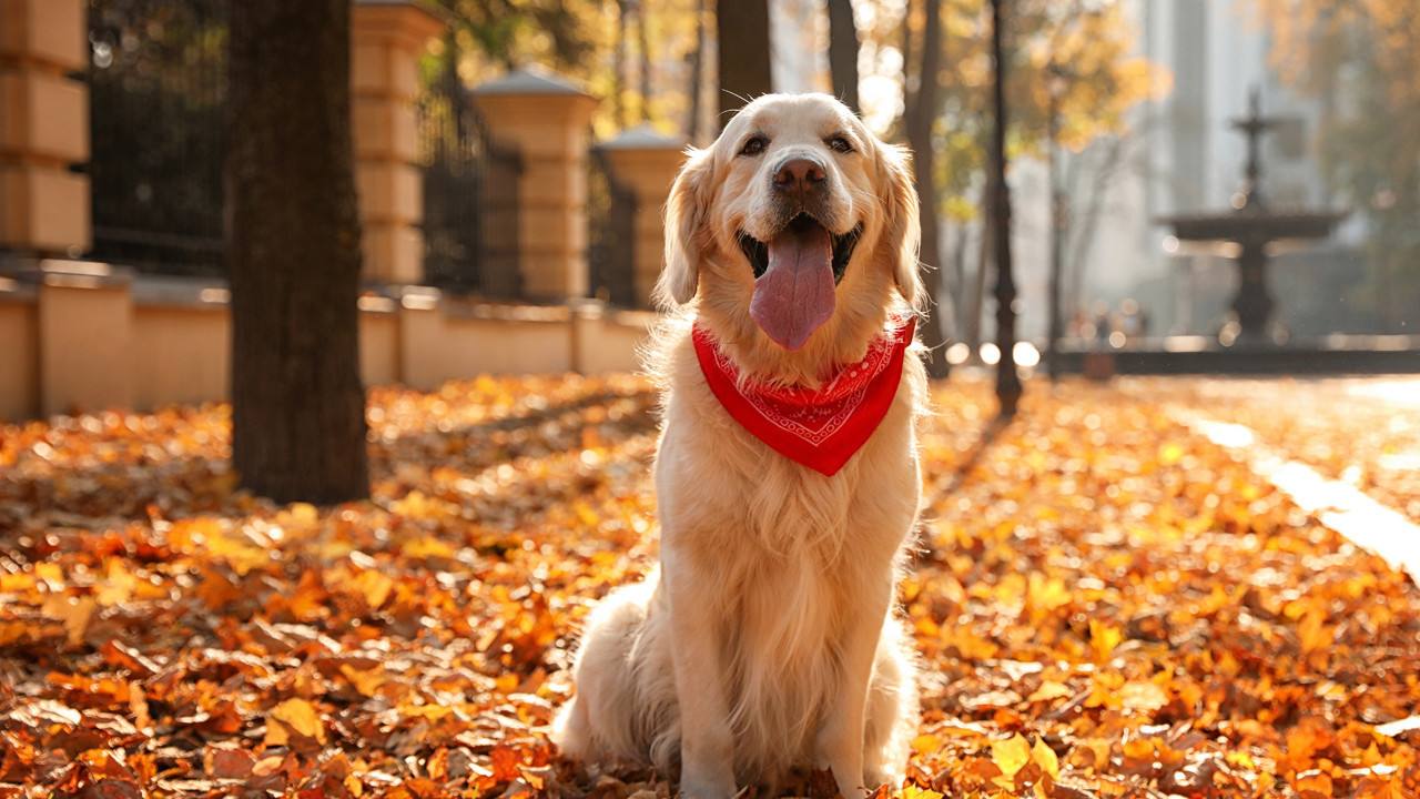 Karşılık bulundu: Köpekler, sahiplerine neden bu kadar benziyor?