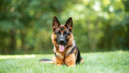 Kartellerin kaygılı düşü: Bir köpeğin başına neden ödül konur?