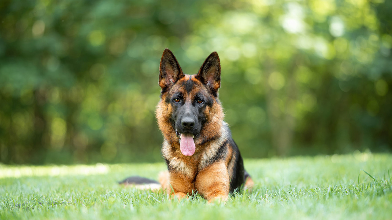 Kartellerin kaygılı düşü: Bir köpeğin başına neden ödül konur?