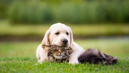 Kedi ve köpeklerin yeşil tutkusu: Neden çim yiyorlar?