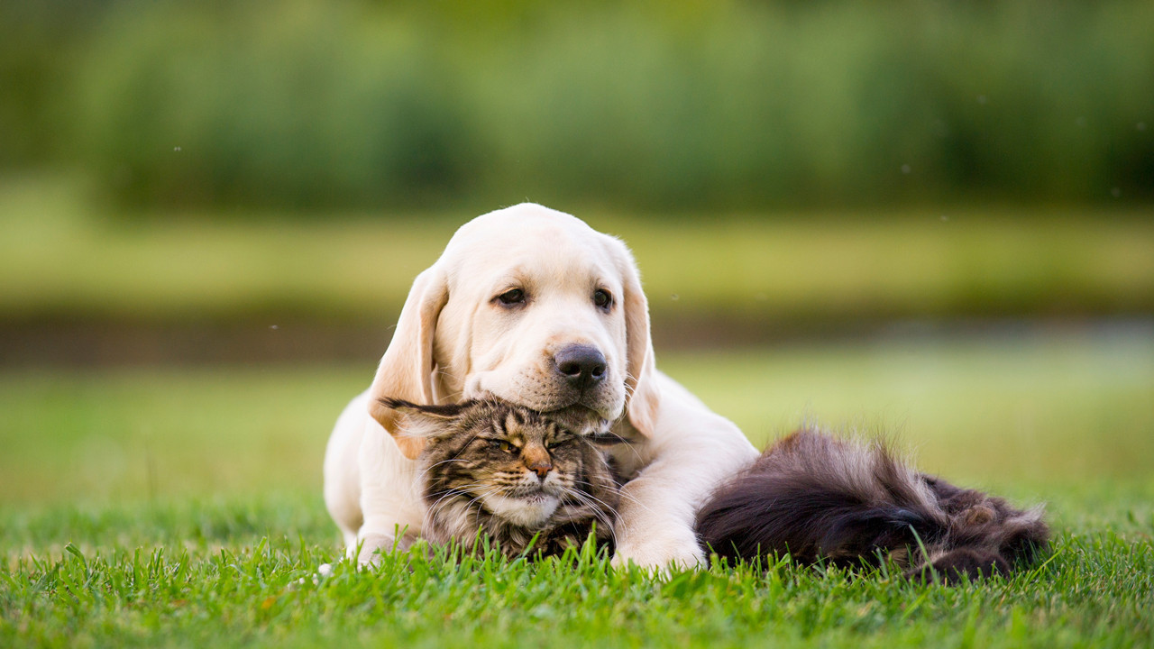 Kedi ve köpeklerin yeşil tutkusu: Neden çim yiyorlar?