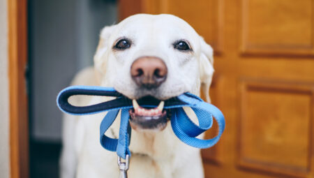 Köpeğiniz sizi gizlice dinliyor olabilir: “Dahi” dostlarımızdan beklenmedik yetenek