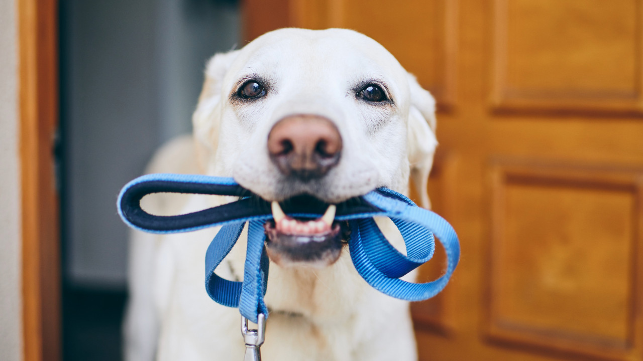 Köpeğiniz sizi gizlice dinliyor olabilir: “Dahi” dostlarımızdan beklenmedik yetenek