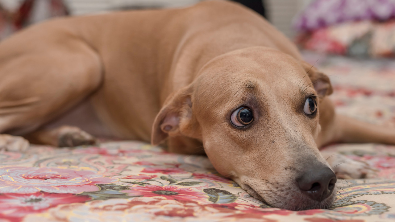 Köpeğinizin sergilediği bu hareketler aslında bir yardım daveti olabilir