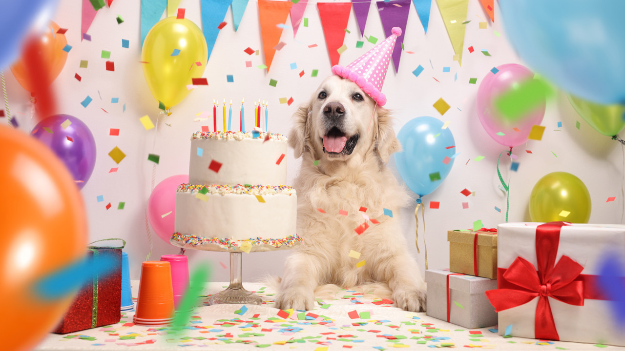 Köpeklerin yaş hesabında yediyle çarpma periyodu bitti, işte yeni formül