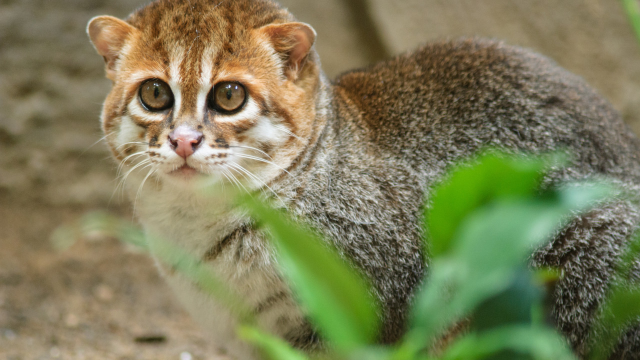 “Muhtemelen yok oldu” deniyordu, 30 yıl sonra birinci sefer görüntülendi