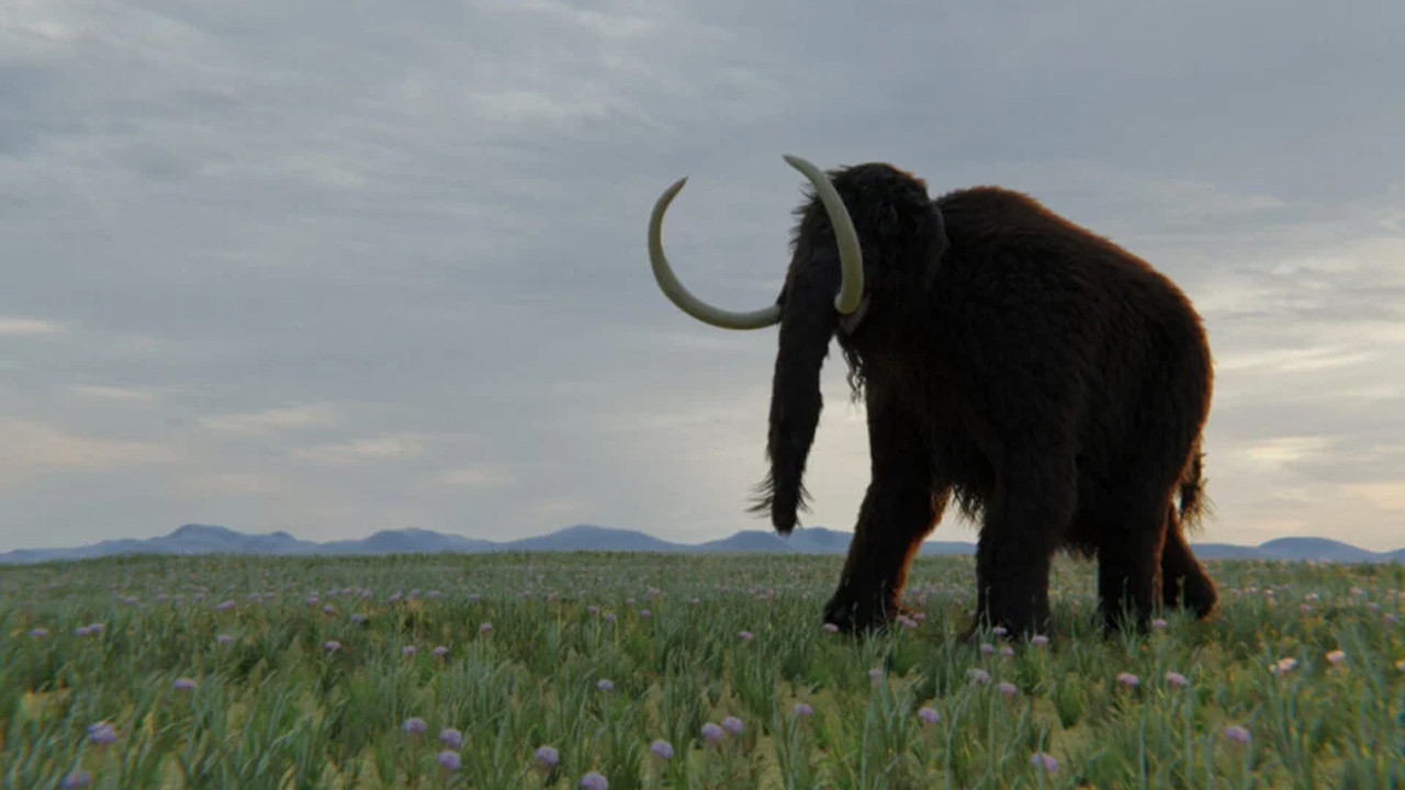 Müzede 70 yıllık büyük yanılgı: “Mamut” diye saklanan kemikler bakın ne çıktı