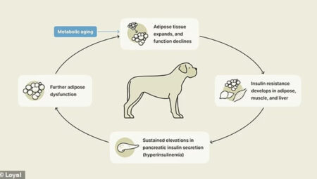 Yaşlanmayı durduran formül: Köpekler için “gençlik iksiri” test ediliyor